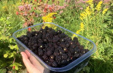 The Disco Den on Toad Road - Photo 29