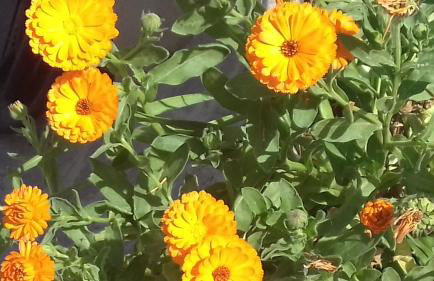 La Casa delle Fate - Photo 9