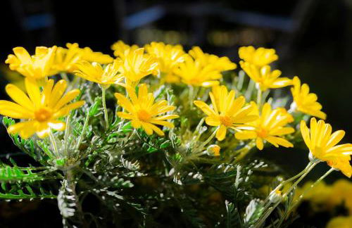 giardino e piscina apartment - Photo 71