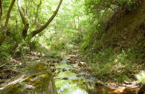 Villa Olea-Renieri - Foto 9