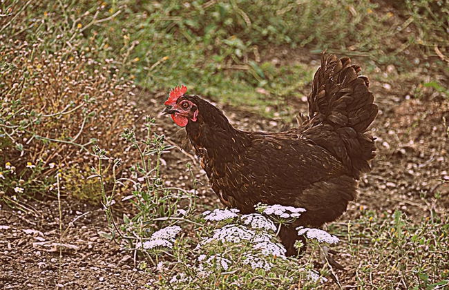 Agriturismo Yes Boss - Foto 23