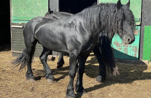 Comfortable holiday home with sauna and whirlpool - Foto 20