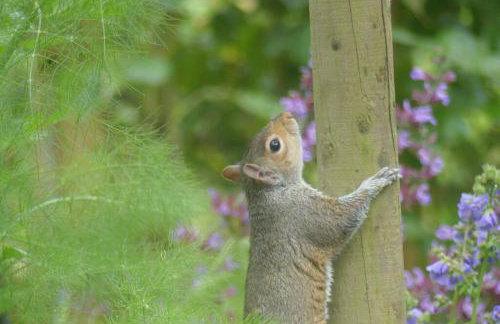 Rural 17th century barn studio apartment - Foto 14