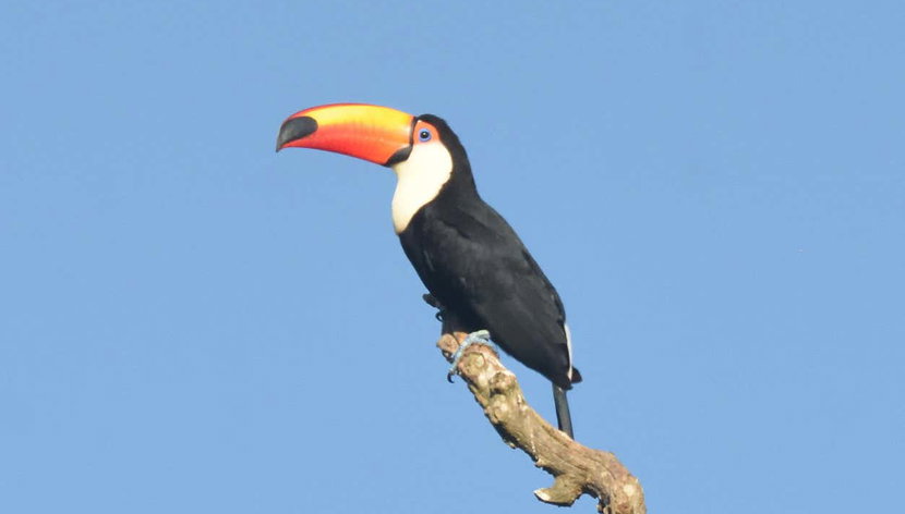 Avistamiento de aves desde Asunción - Foto 3, Avistamiento de tucanes