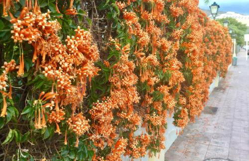 Windsor Panoramic Las Americas - Foto 39