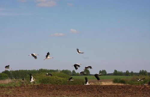 Dwór Barocco - Foto 33