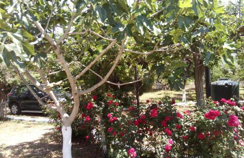 Studios Akrogiali - Photo 15