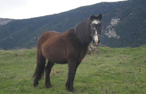 VILLA EYTIXIA - Mendenitsa - Foto 25