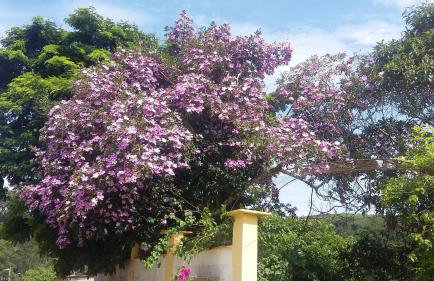 Chacara Sobrado Igarata - Foto 60