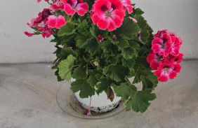 Los Frailes 28 - Foto 7