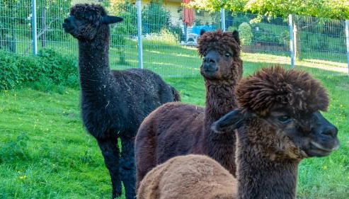 Haus Alpaka - Foto 4