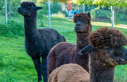 Haus Alpaka - Foto 4