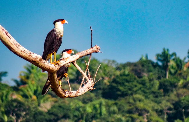 Birdwatching in Villavicencio - Photo 4