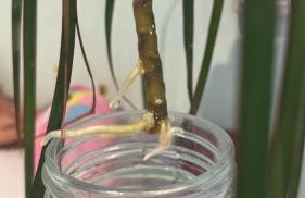 Maison proche de l ocean - Foto 2