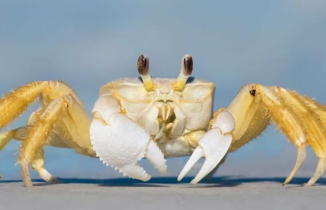 Guaruçá Pousada Apart Hotel - Foto 1