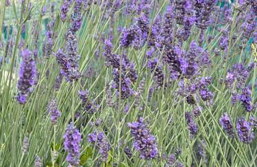 Villa Daurus - Foto 17