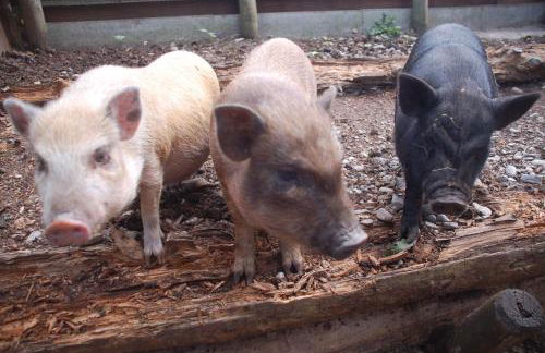 Vogtmühle - Foto 26