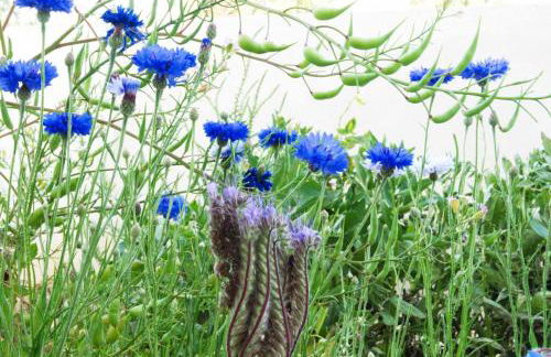 M Butterfly - Foto 35