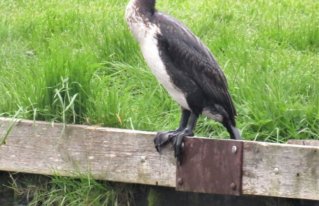 Riverside 2-bed Cottage, Sleeps 3 With Parking - Foto 19