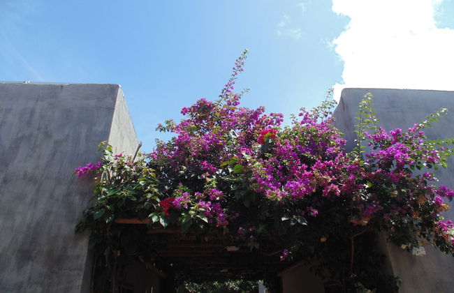 Chalé Palhano Beach Milagres - Foto 47