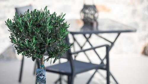 Amarynthos Maisonettes - Foto 2, Garden