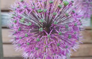 Urlaubsruhe - Foto 14