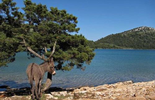 Apartment Lordanic Zaglav, Dugi otok - Foto 29