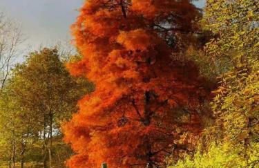 Treeside woodhouse - Foto 54