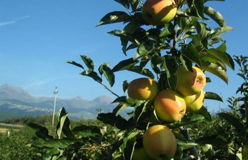 Häuslerhof - Photo 18