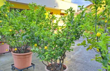 Casa Gli Ulivi - Foto 8