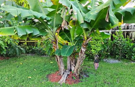 Paradise Vacation Home - Foto 35