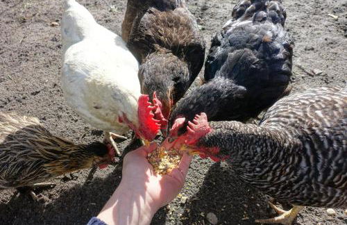 Omas Linde - Foto 19