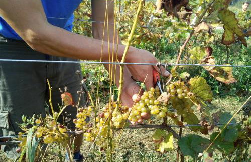 AGRITURISMO MASO PERTENER -adults friendly- - Foto 50