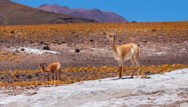 Escursione al parco nazionale Vulcano Isluga