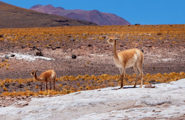 Excursão ao Parque Nacional Volcán Isluga - Foto 5