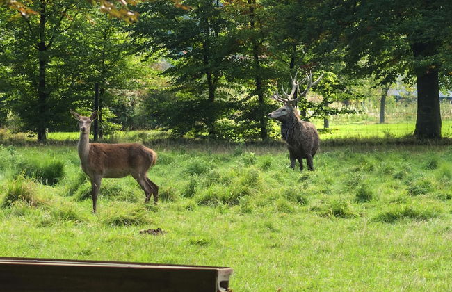 Mansion in Beauplateau Near Forest - Photo 39