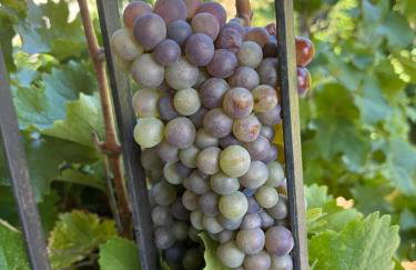 La casa di Areti - Foto 30