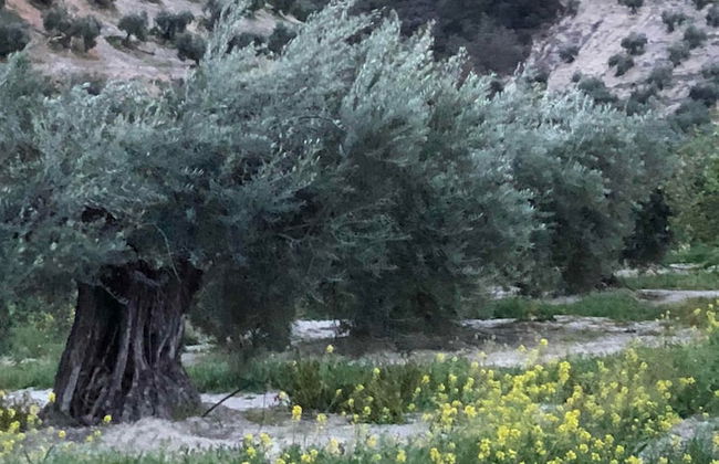 Casa de la Cañada - Foto 63