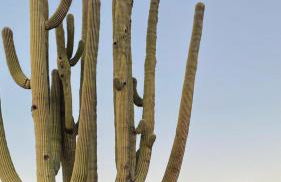 Ventana Getaway - Foto 49