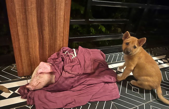 Nguyen Shack Retreat - Foto 52