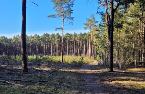 Ruheoase Waldblick - Foto 10