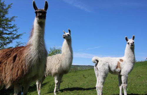 3 Bed in Bakewell oc-78618 - Foto 55