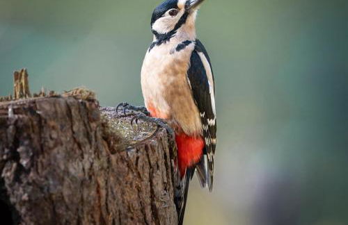 Coedmor Cottages - Foto 33