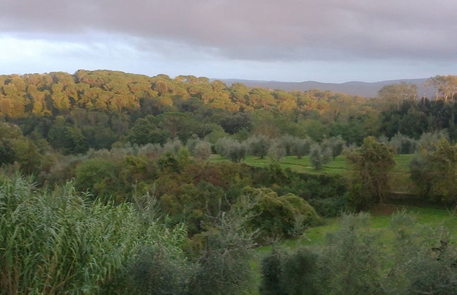 Podere San Quirico - Foto 17