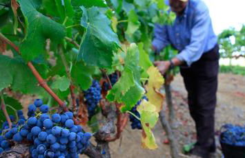 Pla del Castell II - Foto 21