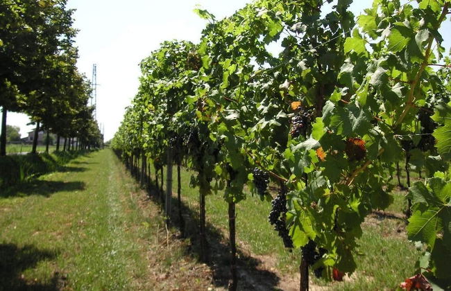 Alloggio Agrituristico Albafiorita - Foto 36