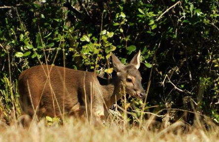 Vale Mandaçaia - Foto 60
