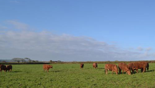 Beckaveans Stable - Foto 2