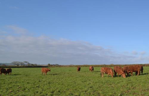 Beckaveans Stable - Foto 2