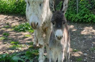 Ferienwohnung Hobbyhof Deggenhausertal - Photo 19